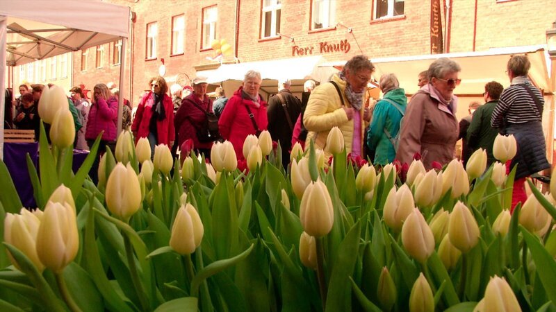 Spargelfest in Beelitz, Gurkenfest im Spreewald oder Tulpenfest in Potsdam. Welches Fest ist das Beliebteste? Eine vergnügliche Reise zu den schönsten Festen im Land. – Tulpenfest in Potsdam. – Bild: 2_Die_30_schoensten_Feste_in_Bra /​ rbb