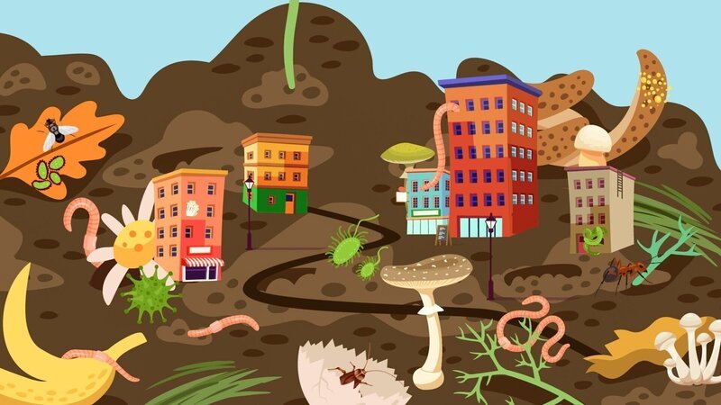 Auf dem Kompost wohnen Bakterien, Pilze, Würmer und andere kleine Lebewesen zusammen und zersetzen die Abfälle ganz langsam. – Bild: ORF/​Steiner Familyentertainment