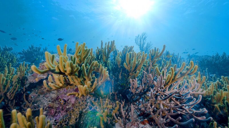 Die einzigartigen Riffe im Korallendreieck sind durch Meeresverschmutzung bedroht. – Bild: phoenix/​ZDF/​ZONA MIXTA SL