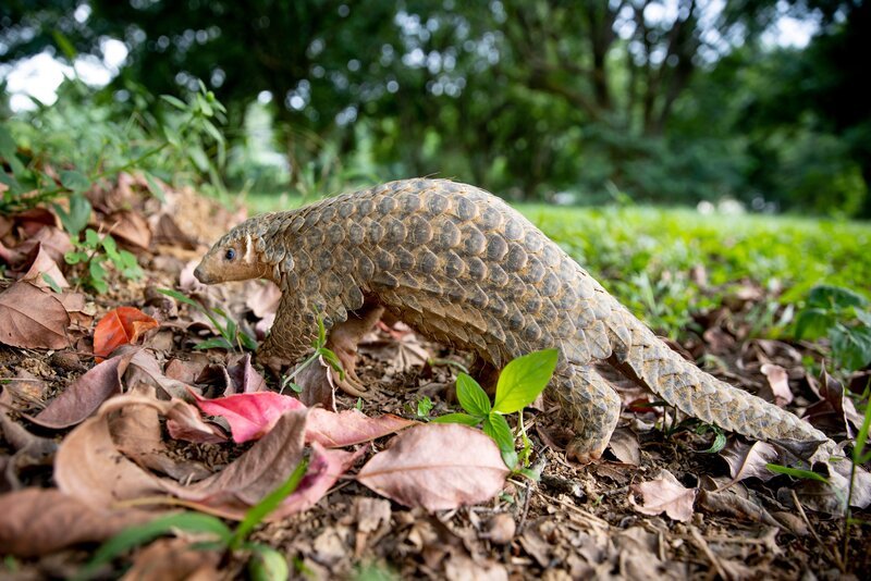 Taiwanesischer Pangolin – Bild: BBC Studios/​BBC Studios/​The photography is covered by intellectual property rights and may only be used in connection with publicising the transmission of the specific programme as licensed by BBC Studios Distribution, (transmission in  …