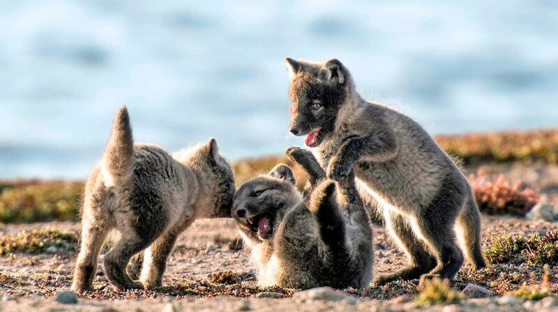 In den ersten Frühlingstagen machen Polarfuchswelpen ihre ersten Schritte. – Bild: phoenix/​ZDF/​arte F