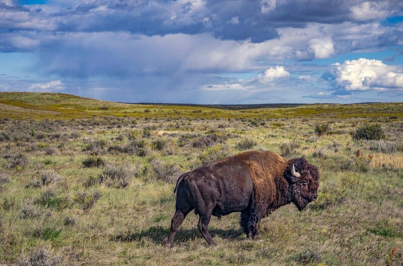 Heute haben mindestens 80 indigene Stämme in 20 Bundesstaaten wieder eigene Herden in freier Wildbahn. – Bild: Craig Mellish
