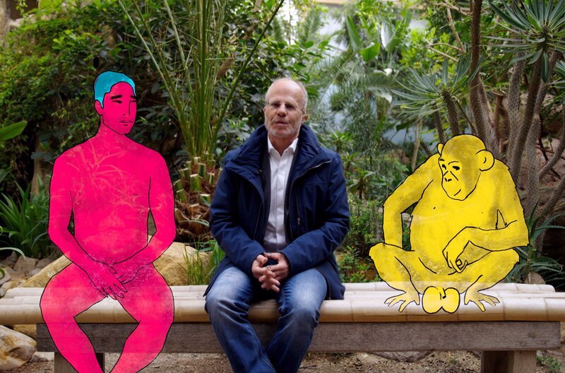 Wer hat die größeren Eier? Dicke Hoden sagen in der Evolutionsbiologie viel darüber aus, wie promisk eine Spezies lebt. Im Vergleich mit den Schimpansen schneiden die Menschen-Männer eher schlecht ab, sagt der Evolutionsbiologe Thomas Junker. – Bild: BR /​ ARTE