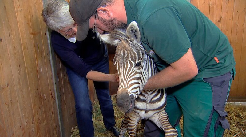 Das Team im Opel Zoo Kronberg ist erleichtert, endlich wurde das Zebrafohlen geboren. – Bild: HR