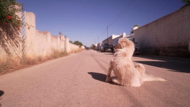 In Italien leben viele Hunde auf der Straße, vor allem im Süden ist der Überlebenskampf auf der Straße hart. – Bild: WDR