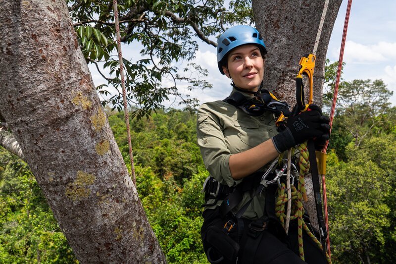 30 Meter über dem Regenwaldboden: Hannah Emde steigt in einen Urwaldriesen, um Futterpflanzen zu untersuchen. Nur wer den Wald versteht, kann Orang-Utans erfolgreich auswildern. – Bild: Thorsten Eifler /​ ZDF