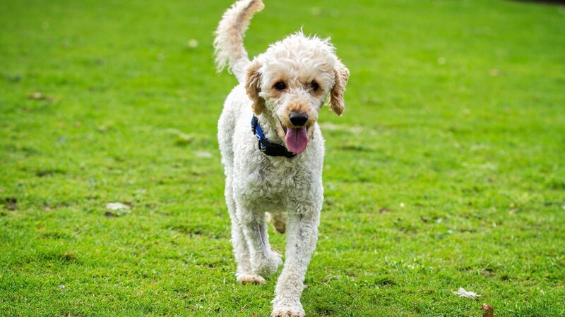 Hund – Bild: Warner Bros. Discovery