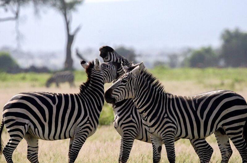 Im Tierreich sind die Familienbande faszinierend und vielfältig. Steppenzebras (im Bild) unterhalten engere familiäre Bindungen als ihre Verwandten, die Grevyzebras. Im kenianischen Laikipia County lernen sie, trotz ihrer Unterschiede zusammenzuleben. – Bild: Rotating Planet Productions