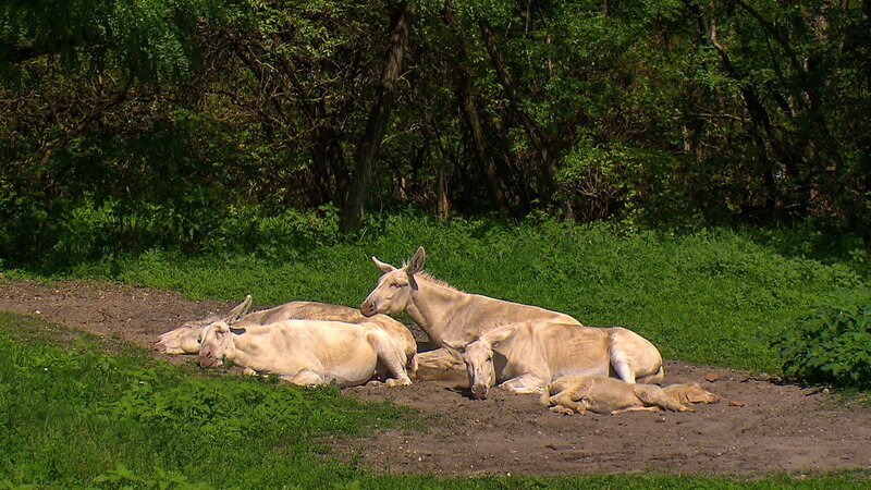 Weiße Esel, Nationalpark Neusiedler See – Seewinkel, Illmitz. – Bild: ORF/​Marx Media
