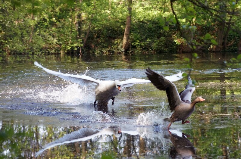 Ein Schwan jagt eine Wildgans. – Bild: rbb/​Jasmin Zschörneck