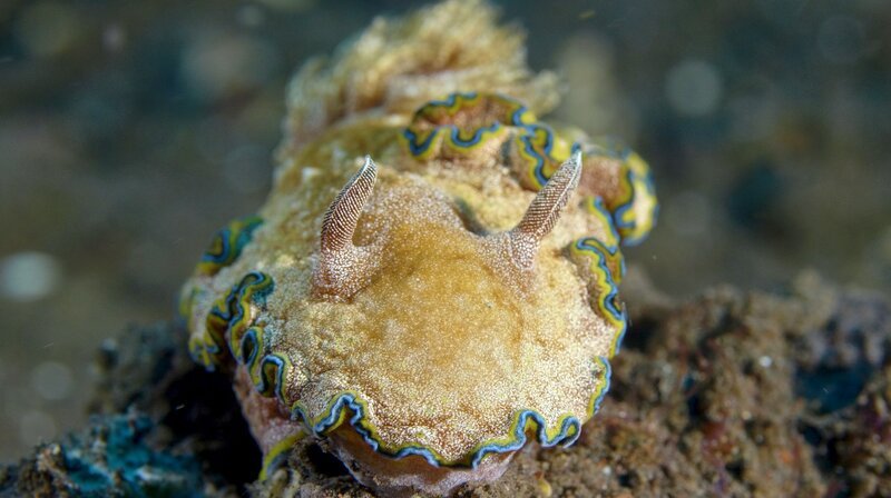 Die Vielfalt an Farben und Formen unter Wasser überrascht immer wieder. Dies ist eine Meeres-Nacktschnecke. – Bild: phoenix/​ZDF/​ZONA MIXTA SL