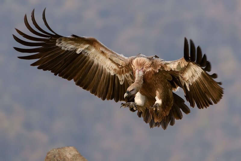 Geier – Bild: CC0 Creative Commons