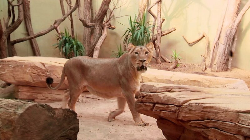 Löwin Zarina im Frankfurter Zoo freut sich auf ihren neuen Gefährten. – Bild: HR