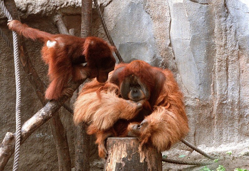Auch Orang-Utans bewohnen das Pongoland im Zoo Leipzig. – Bild: MDR/​Frauendorf