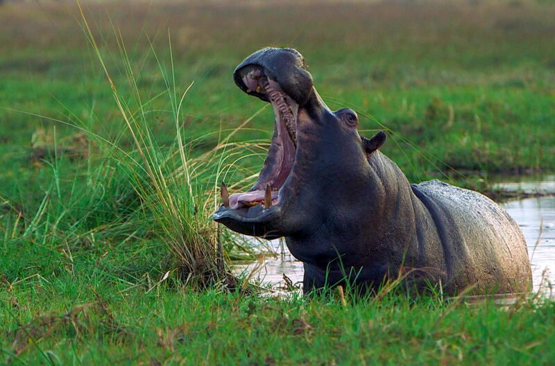Nilpferde sind im botsuanischen Okavangodelta beheimatet. – Bild: ARTE F /​ Elephant Doc