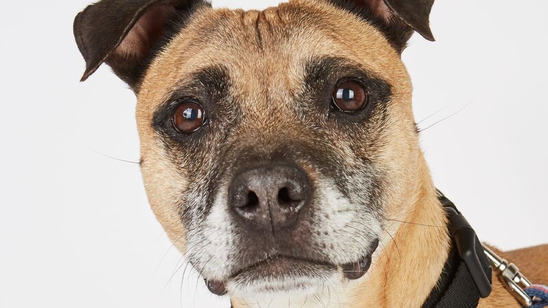 Hund. – Bild: Warner Bros. Discovery