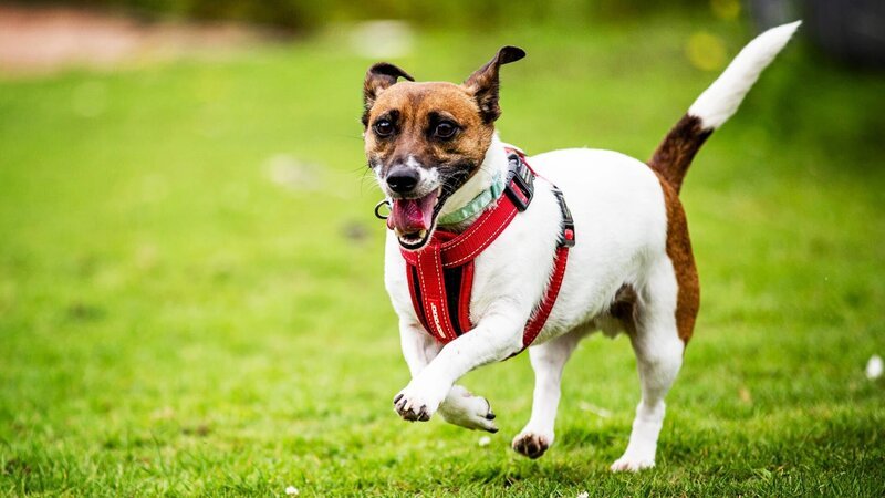 Hund – Bild: Warner Bros. Discovery