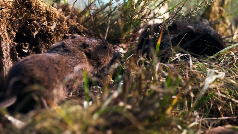 Many water voles in Scotland have much darker fur than the light brown variety more often seen in southern England, as they have different ancestors. – Bild: Screen Grab /​ BBC Studios /​ NHU /​ BBC Studios /​ NHU