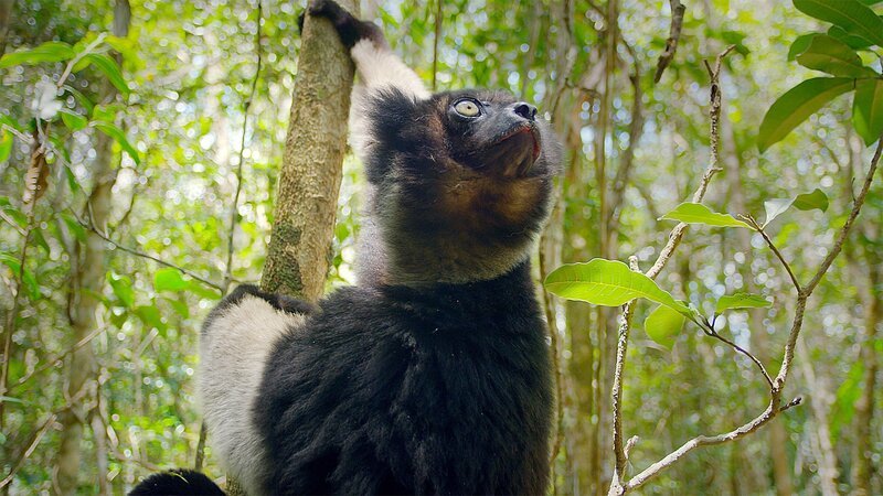Der Schwarz-weiße Vari-Lemur (Varecia variegata), eine von über 100 verschiedenen Lemurenarten – die ausschließlich auf Madagaskar vorkommen und vermutlich von einem gemeinsamen, weit entfernten Vorfahren abstammen. – Bild: ZDF und ORF/​BBC