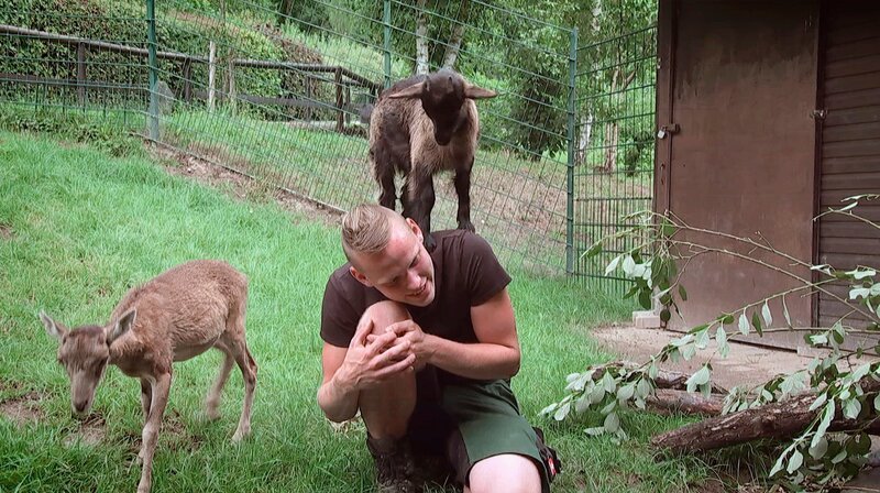Pfleger Florian Rimpler aus dem Opel Zoo Kronberg fällt der Abschied von Zicklein Rosi und Mufflonbaby Carla schwer. – Bild: HR