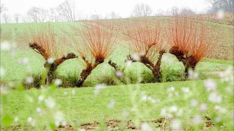 Kopfweiden aus der Steiermark. – Bild: ORF 2