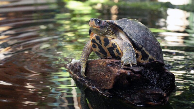 Eine Schildkröte in der Erhaltungszuchtstation „Turtle Island“ während der Dreharbeiten für ServusTVs „Terra Mater Wissen Episode 5“. – Bild: ServusTV