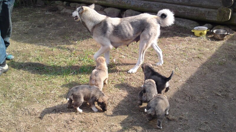 Welpen mit der Mutter – Bild: BR /​ ZDF