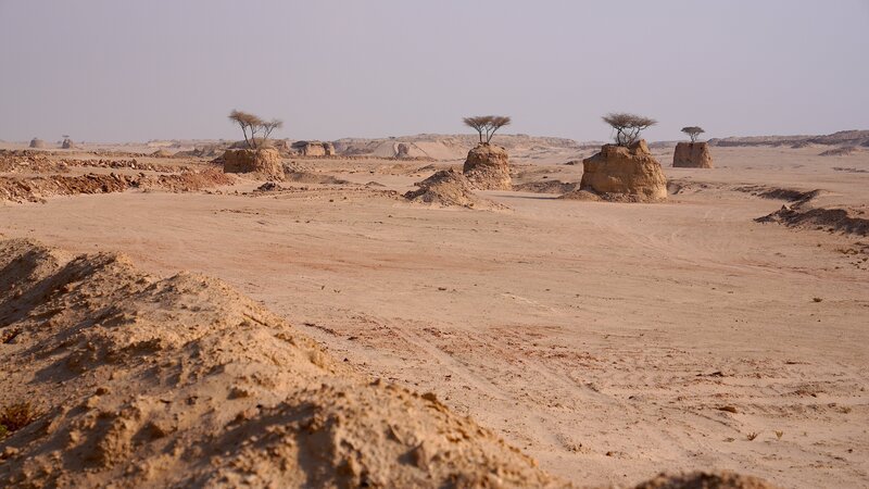 In Umm Bab wird Wüstensand für die boomende Bautätigkeit im großen Stil abgebaut. Die wenigen Bäume der Region müssen per Gesetz des Umweltministeriums an ihrem ursprünglichen Standort belassen bleiben. – Bild: ORF/​Skyland Productions/​Wolfgang Stickler