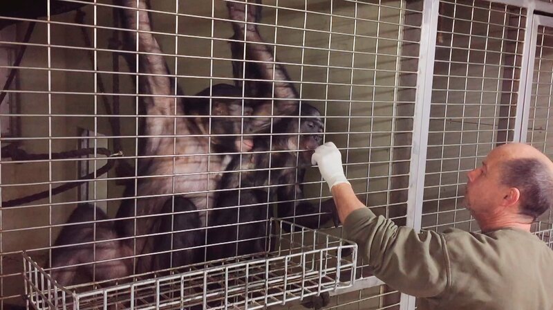 Eine der Bonobofamilien aus dem Frankfurter Zoo zieht heute in einen Zoo nach Frankreich um. – Bild: HR