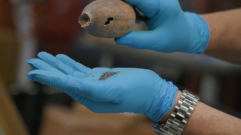 Ein CBP-Beamter untersucht eine Mohnkapsel, die in einer Lieferung gefunden wurde. (National Geographic) – Bild: Lucky 8 TV /​ National Geographic