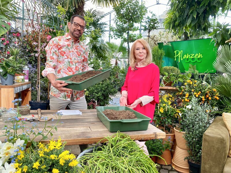 Karl Ploberger, Gerda Rogers. – Bild: ORF/​Allfilm/​Alexander Limberger