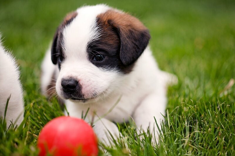 Die Fondation Barry kümmert sich um den Erhalt der berühmten Bernhardiner-Tradition. – Bild: MedienKontor/​Iris Kürschner /​ © MedienKontor/​Iris Kürschner /​ © MedienKontor/​Iris Kürschner