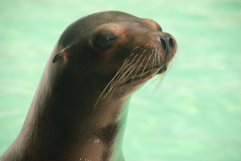 Seelöwin „Elfi“ ist Mama geworden. – Bild: BR/​Jens-Uwe Heins