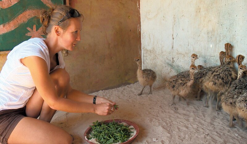 17 Straußenküken bekommen ein neues Zuhause. – Bild: SWR/​Hermann Winklhofer