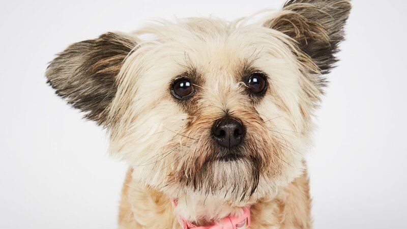 Hund. – Bild: Warner Bros. Discovery