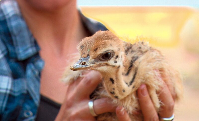 Volontärin Davina bringt junge Strauße nach Harnas. – Bild: SWR/​Dani Purer