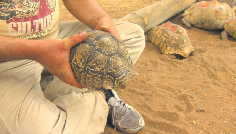 Die Schildkröten werden von Axel mit gebrauchtem Motoröl gegen Zecken behandelt! – Bild: SWR/​Dani Purer