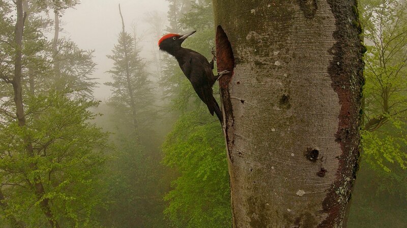 Wohnung in schwindelerregender Höhe: Schwarzspechte bauen ihre großen Höhlen oft weit oben in alten Bäumen. – Bild: NDR/​nautilusfilm GmbH/​Jan Haft