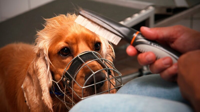 Für viele Hunde ist Xenia Katzurke wahrscheinlich die letzte Rettung: Die Tierärztin und Verhaltenstherapeutin trainiert im Tierheim Berlin Problemhunde, die es schwer haben, ein neues Zuhause zu finden. – Cockerspaniel Buddy wird an die Fellpflege gewöhnt. – Bild: rbb/​Sarah Krah