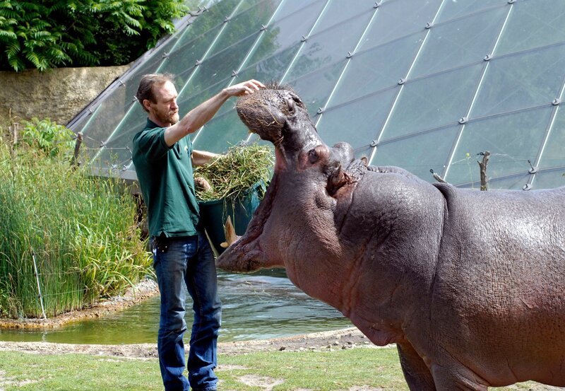 Flusspferdfütterung – Bild: rbb/​Thomas Ernst
