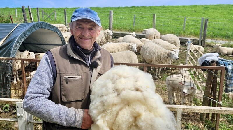 Jedes Jahr im Frühling muss Albert Smidt seine siebzig Mutterschafe scheren lassen. – Bild: NDR/​Peter Janßen