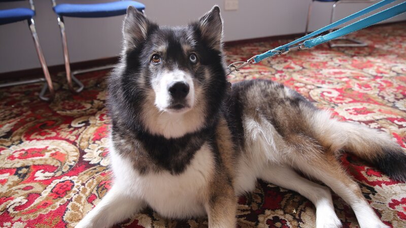 Rosco – Bild: Blast! Lizenzbild frei