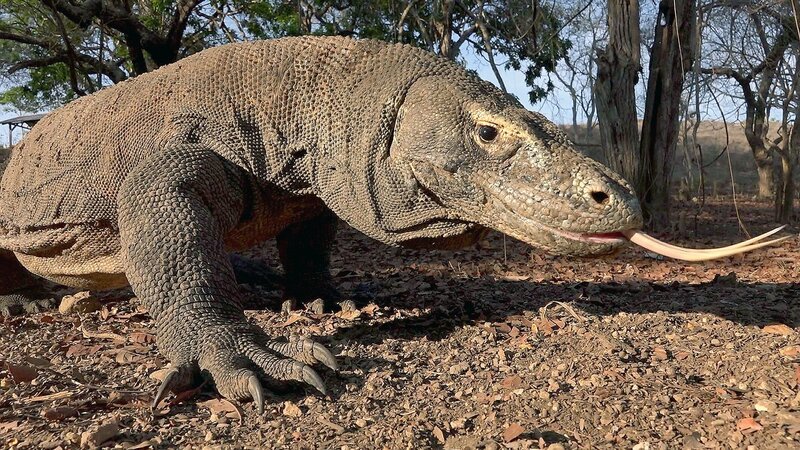 Der Nationalpark Komodo ist der letzte Rückzugsort der Riesenechsen, die seit etwa vier Millionen Jahren auf der Erde leben, aber erst vor 100 Jahren entdeckt wurden. – Bild: MedienKontor/​Markus Schmidbauer
