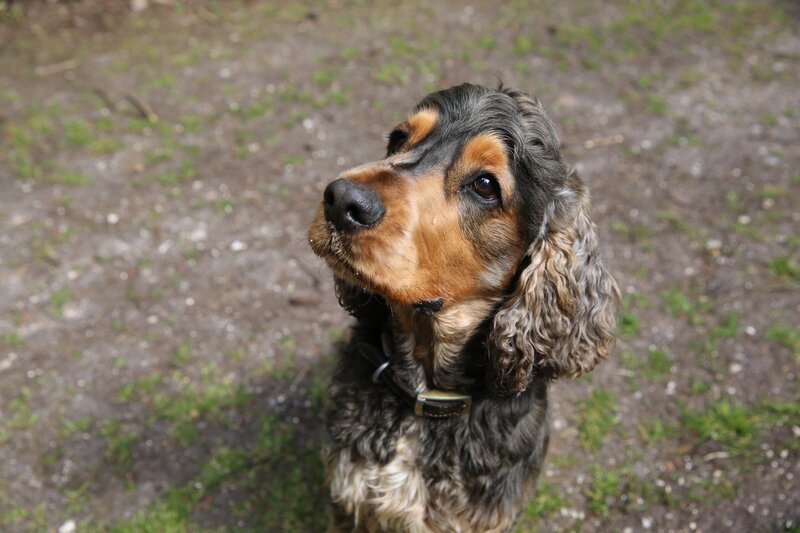 Remy – Bild: Blast! Lizenzbild frei