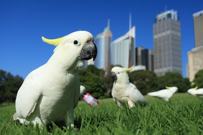 Gelbhaubenkakadu auf Wiese vor Skyline, Sydney, Australien. – Bild: TVP