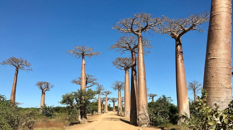 In der Nähe der Stadt Morondava liegt die berühmte Allee der Baobabs. Ein „Must See“ für jeden Touristen. – Bild: NDR/​Doclights GmbH/​NDR Naturfilm & Blue Planet Film/​Thomas Behrend