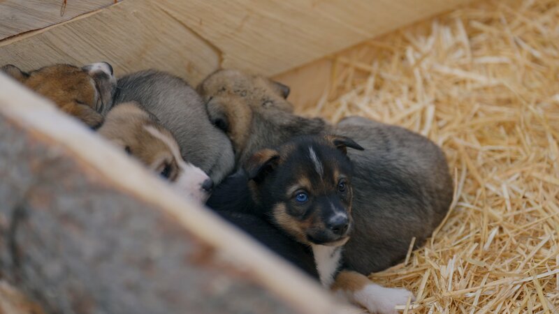 Margots Welpen machen es sich gemütlich. – Bild: Tara Elwood /​ Blue Ant Media