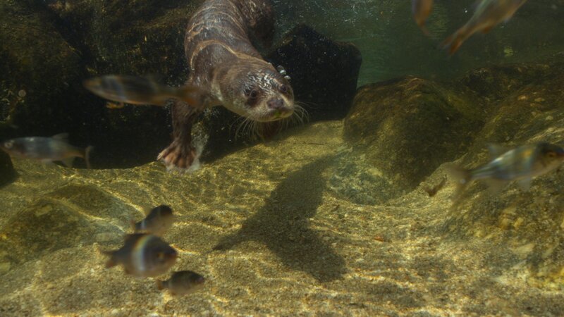 Fischotter auf der Jagd, unter Wasser. – Bild: RTL /​ BORÉALES /​ Terra Mater /​ Weite Küsten, raues Land