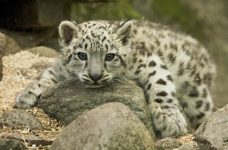 Ein Schneeleopardenbaby. – Bild: BR/​Tom Svensson/​Nordens Ark