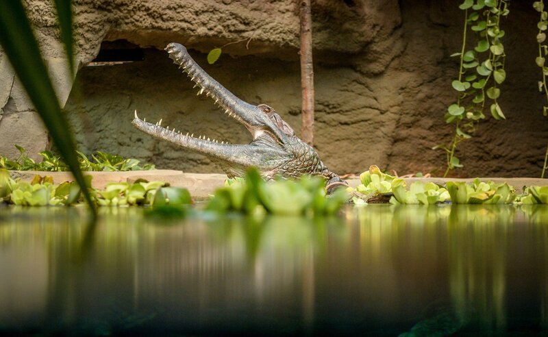 Frank the crocodile. – Bild: ORF/​Universal/​Steve Rawlins